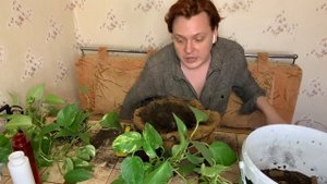 Сциндапсус - цветок для каждого. Уход , пересадка ,размножение .