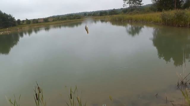 5 причин, почему рыба в прудах растёт очень медленно смотреть онлайн