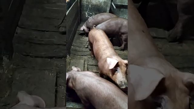 Не делайте в свинарнике пол с дерева