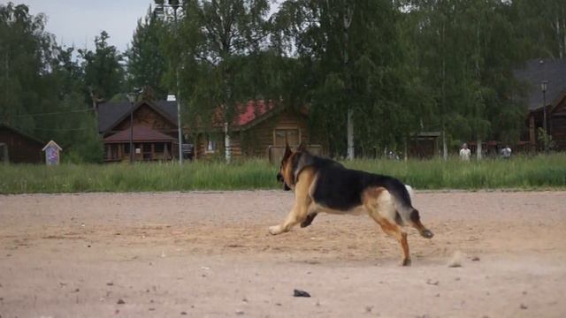 Верный Друг Церон смотреть онлайн