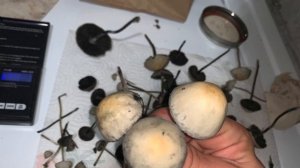Wild Panaeolus Cyanescens (Blue meanie)(slideshow)
