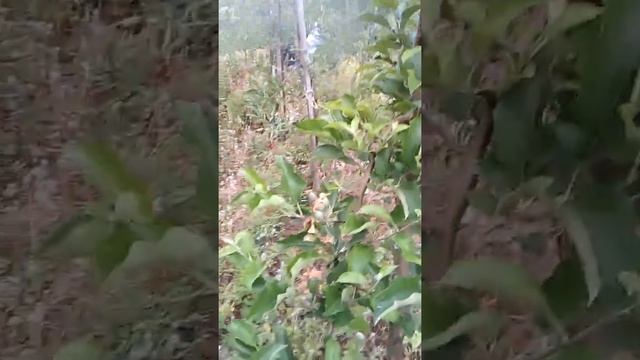 Stropire pomi cu vermorel electric cu Karate Zeon,Topsin si Antracol смотреть онлайн