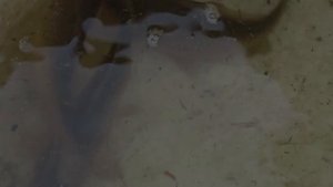 Где искать и на что ловить карася в конце весны - начале лета?