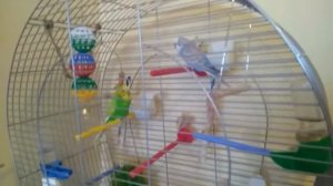 Правильное питание волнистых попугаев. Что можно и нельзя волнистым попугаям.