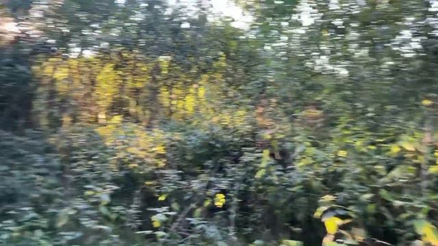 #10 ЗАБРОШЕННЫЙ ДОМ. Срезаем деревья, убрали плющ. Беседки не нашли