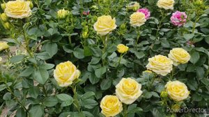 Троянда Кронос (Kronos)