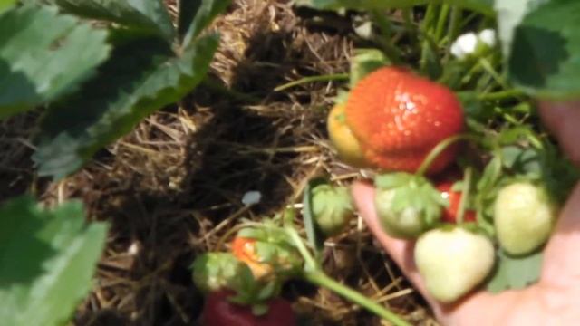 СОРТ ЗЕМЛЯНИКИ (КЛУБНИКИ ) БАДДИ, ОПИСАНИЕ СОРТА смотреть онлайн