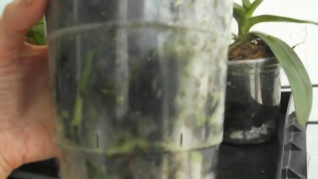 Как быстро нарастить корни у орхидеи смотреть онлайн