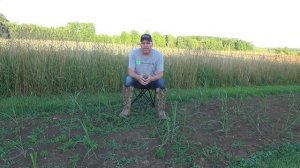 GIANT Miscanthus from start to finish.