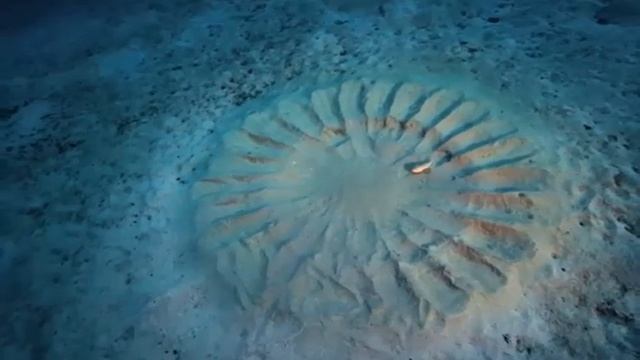 Кто рисует загадочные картины на морском дне