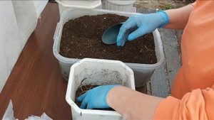 Хоста в горшке! Грунт и посадка.