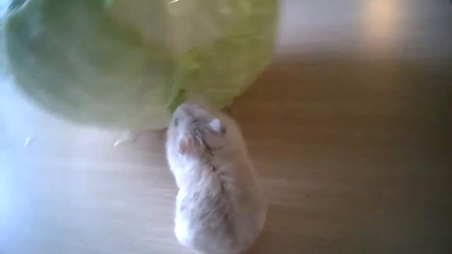 Хомячок с капустой! ( мандаринчик ) смотреть онлайн