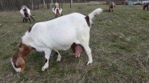 КОРМЛЕНИЕ НОВОРОЖДЕННЫХ ТЕЛЯТ \ быки джерси на племя 89611570044 ватсап