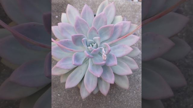 Graptoveria Opalina смотреть онлайн