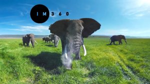 В окружении слонов в 360°