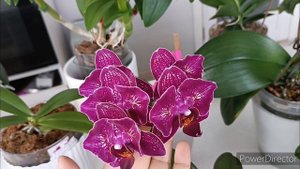 Обзор орхидей на Восточном окне🌺Продолжение