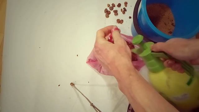 Стратификация семян яблони и груши (Stratification of apple and pear seeds) смотреть онлайн