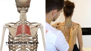 Нарисованные мышцы спины и шеи на человеке (девушке). Обучение анатомии человека в 3D