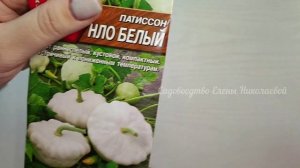 ТОЛЬКО ЭТИ КАБАЧКИ ПОСАЖУ в 2024 году, ХВАТИТ 1 СЕМЕЧКА!