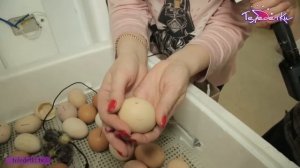 Как вывести цыплят в инкубаторе?