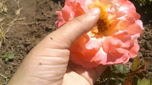 Rose Augusta Luise. Tantau. МОЯ ПЕРВОГОДКА ИЮНЬ 2021 смотреть онлайн