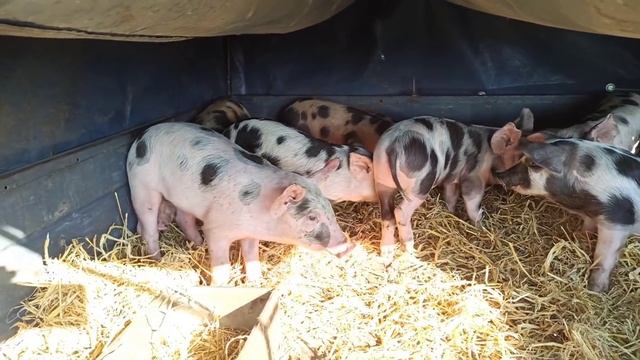 Цены на поросят на рынке 29 августа 2021 г. Едем на рынок по уши в грязи. смотреть онлайн