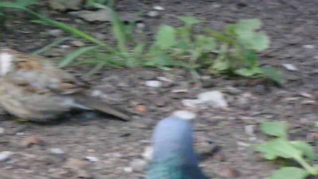 Птенцы воробья учатся кушать самостоятельно