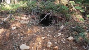 Как и почему медведи спят зимой Сосет ли медведь лапу  Зимовка медведей  Для детей