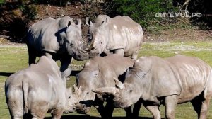 Носорог. Энциклопедия для детей про животных. Саванна