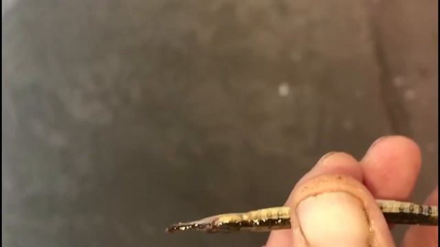 Морская рыба в реке?! смотреть онлайн