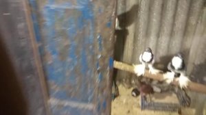 эликсир для иммунитета у голубей. по рецепту Унана канал Майкоп бойные голуби.