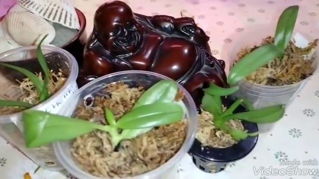 Орхидеи из Фласки | V. Patchara Delight | Pulcherrima смотреть онлайн