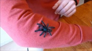 Avicularia Versicolor. Паук-птицеед дома