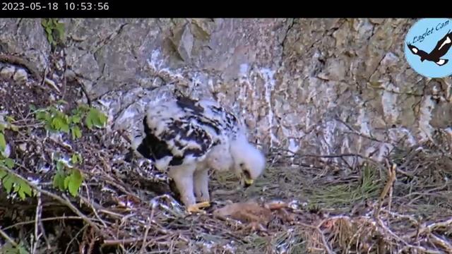 Птенец беркута смотреть онлайн