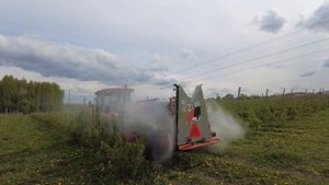 Смородина на шпалере  Готовимся к заморозкам.