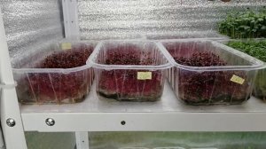 ?????КАК ВЫРАСТИТЬ МИКРОЗЕЛЕНЬ АМАРАНТА. СКОЛЬКО ВЕСИТ МИКРОЗЕЛЕНЬ АМАРАНТА. С ЧЕМ ЕСТЬ?