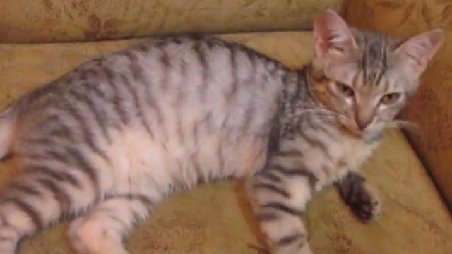 Говорящий кот смотреть онлайн