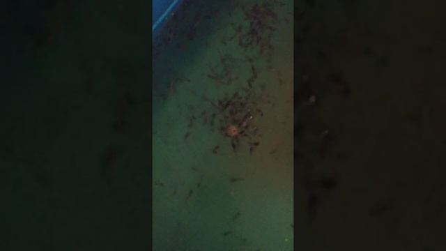 кормление малька сома артемией смотреть онлайн