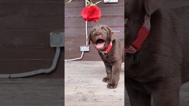 Щенок лабрадора #dog #puppy #labradorretriever