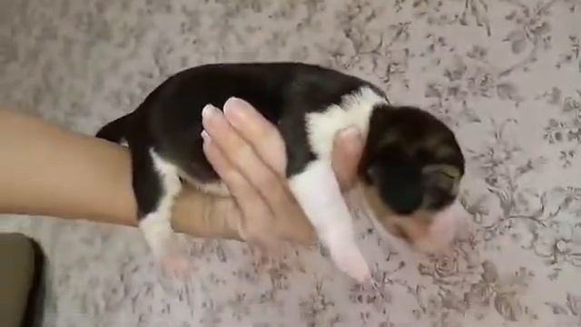 Щенок бигля Москва питомник Линус Юлиус