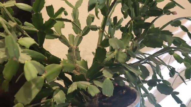 VLOG. Жизнь В Армении. Дела. Готовлю Самый Вкусный В Мире Лимонный Пирог. смотреть онлайн