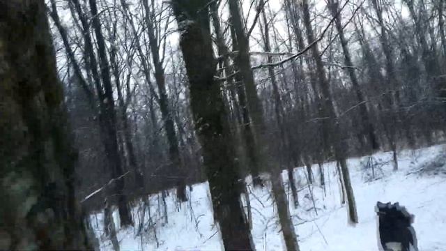 Охота на куницу с лайкой . Скоро закрытие сезона охоты . смотреть онлайн