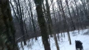 Охота на куницу с лайкой . Скоро закрытие сезона охоты .