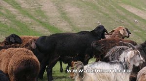 Гиссарские овцы и аборигенные САО Таджикистана Ходжи Файза из селения Вускеф, Ромит