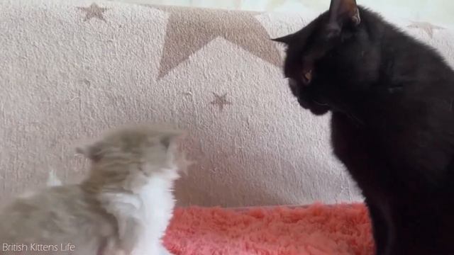 Котята разговаривают детскими голосами
