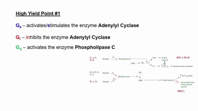 USMLE RX -11.Фармакология -1.Препараты Автономной НС -10.Вторичные мессенджеры, связанные с G-белком