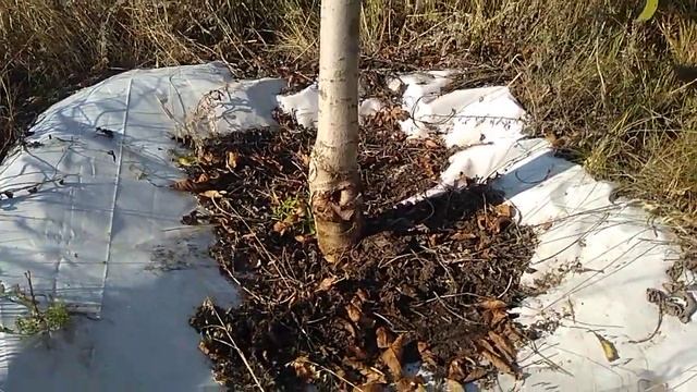 Мульчирование приствольного круга плёнкой в ореховом саду смотреть онлайн