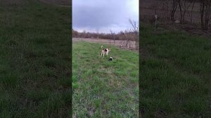 Русская пегая гончая Берта и Буря# Охота в Белгородской области#Шебекино