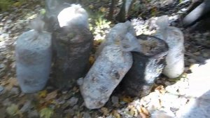 полив вешенки на пнях