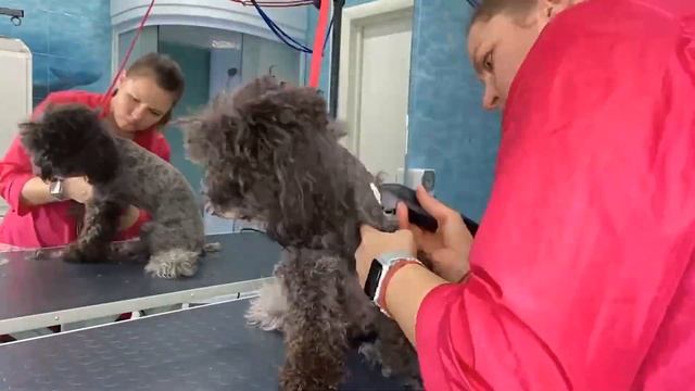 Будни грумера: Стрижка и СПА процедуры для собак | Ветеринарная клиника "В добрые руки" смотреть онлайн